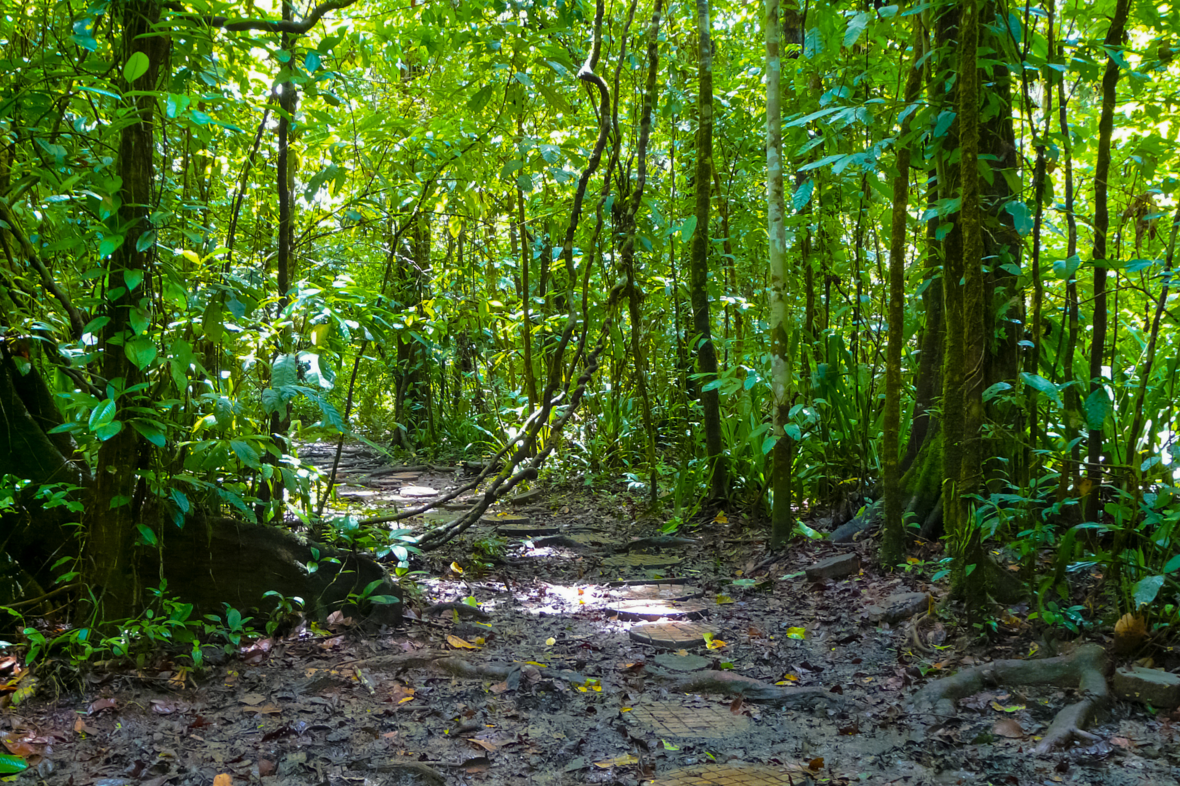 149 corcovado national park.webp